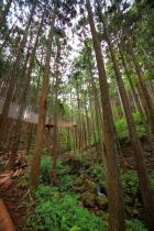 樹齢300年の木々の中働けます。