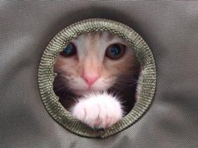 ペットメディカル久が原