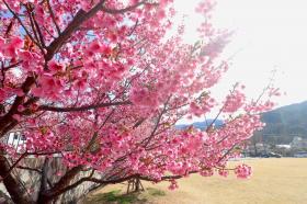 土肥桜